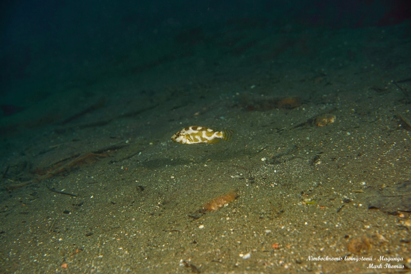 Nimbochromis livingstonii 'Magunga'